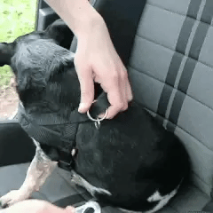 Autós biztonsági hám